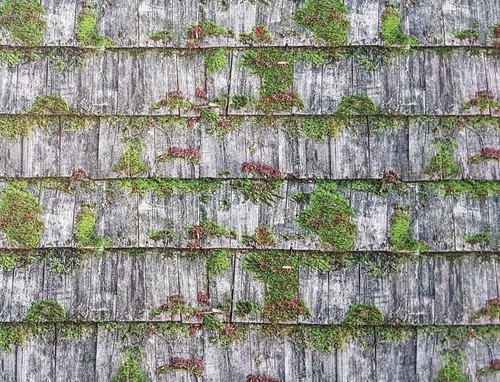 Mossy wooden shingles roofing